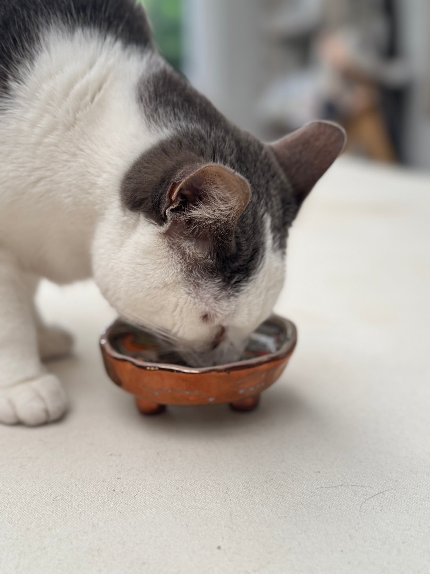 Whisker Dish - Grey Arch (Medium)