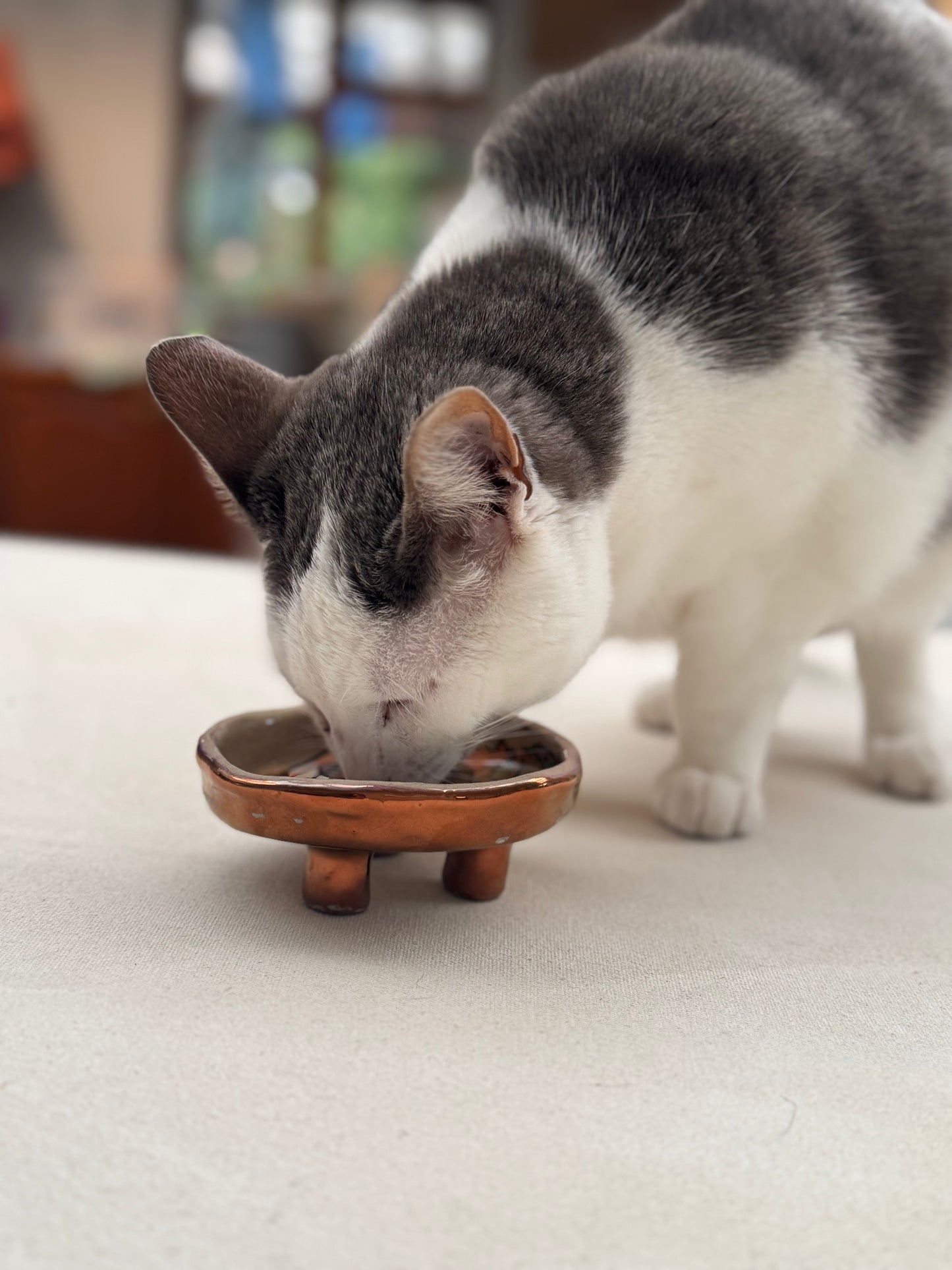 Whisker Dish - Grey Arch (Medium)